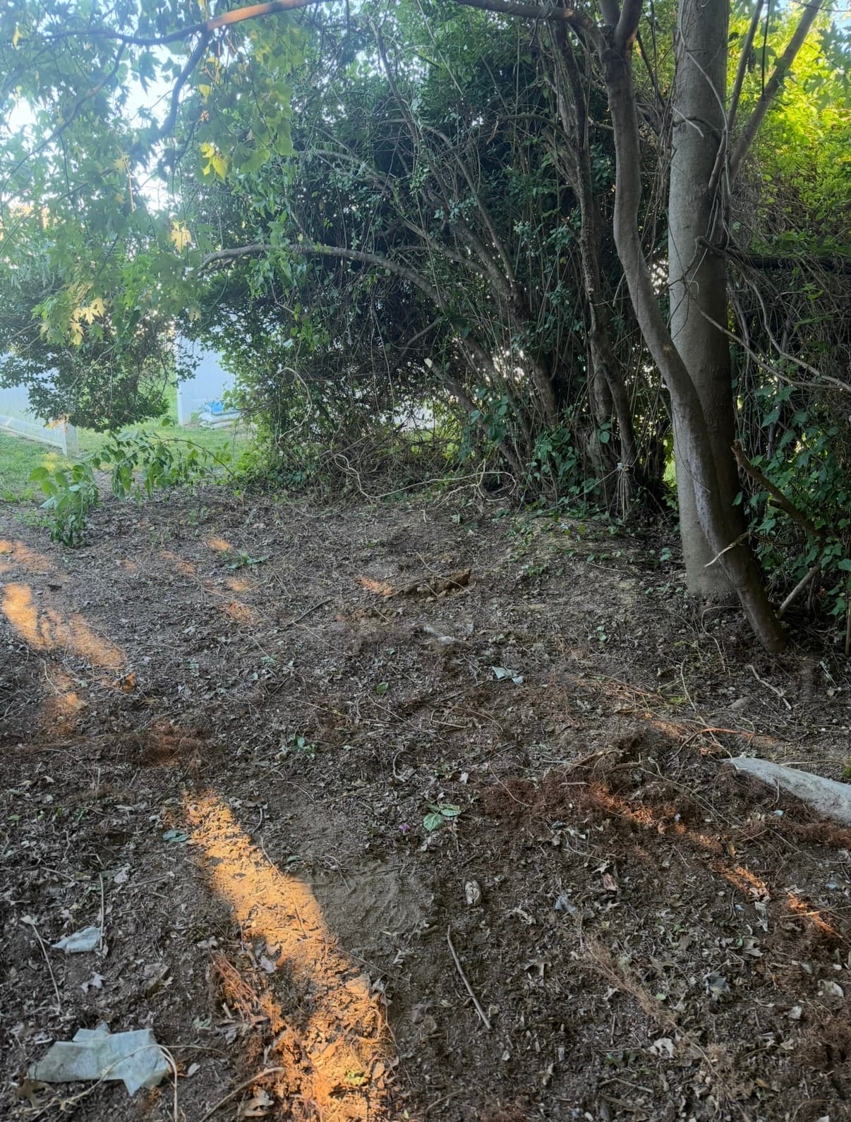 After — Brush Clearing on Kent Island by Shore Works