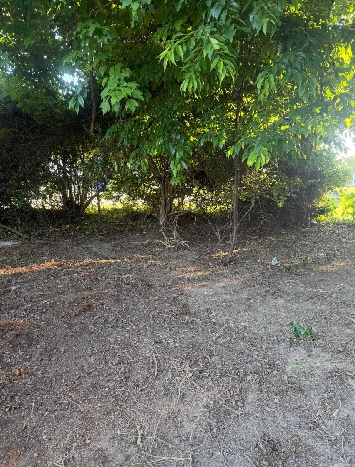After — Junk Hauling on Kent Island by Shore Works