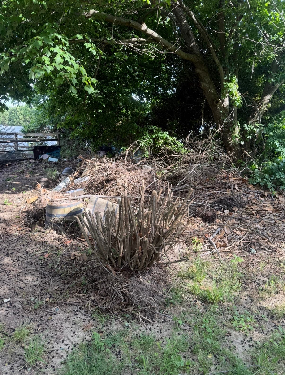 Before — Brush Clearing on Kent Island by Shore Works